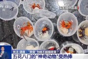 博白@铲屎官们 养“异宠”或危害国家安全 这些行为违法了