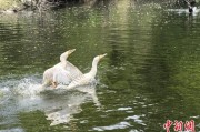 博白吉林：罕见白鸬鹚连续两年“故地重游”